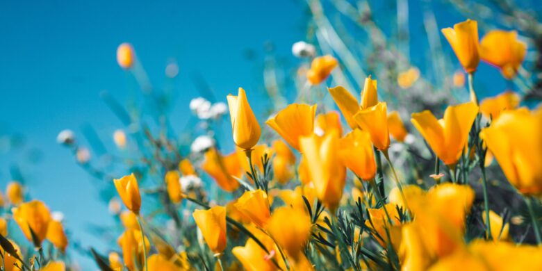 sergey-shmidt-koy6FlCCy5s-unsplash